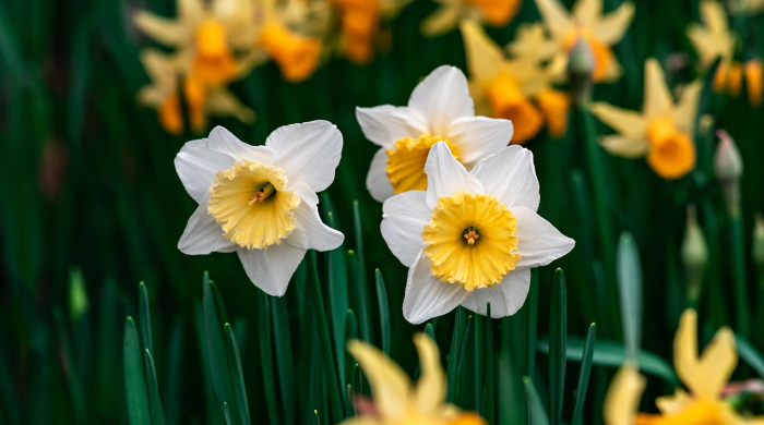 astrologische_monatsvorschau_april25_newsletter
