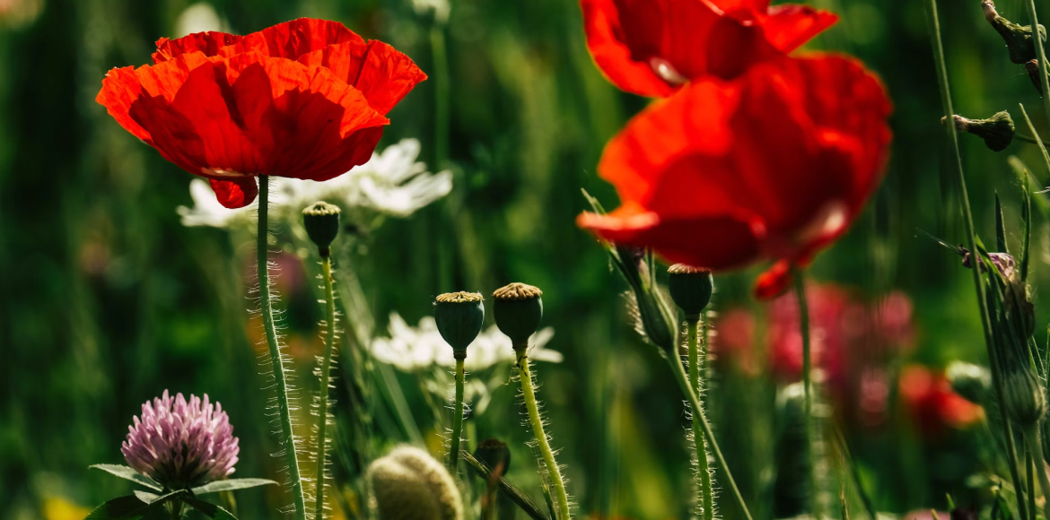 April 2026: Auf geht‘s in den Frühling! Wo der Widder uns beflügeln wird