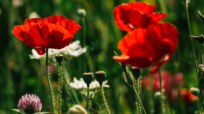 astrologische_monatsvorschau