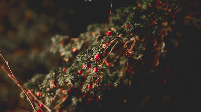 astrologische_monatsvorschau_dezember24