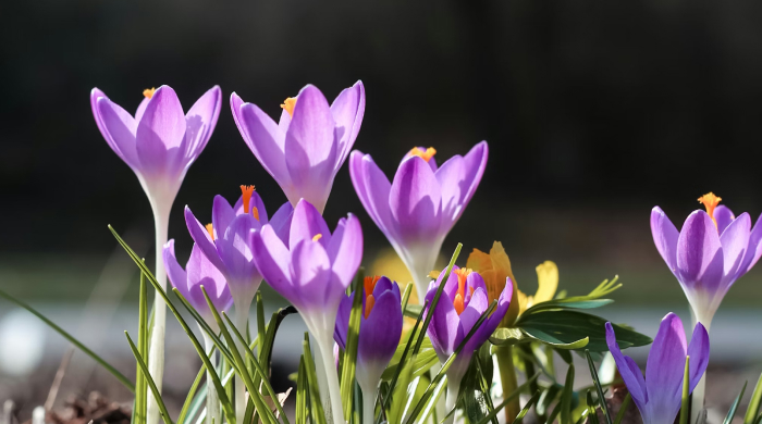 astrologische_monatsvorschau