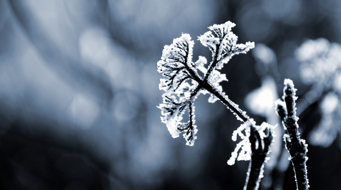 astrologische_monatsvorschau_januar25_newsletter