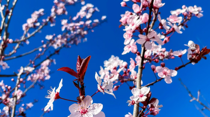 astrologische_monatsvorschau