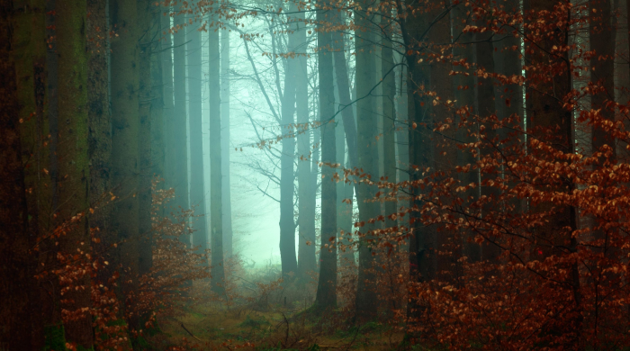 astrologische_monatsvorschau_november24